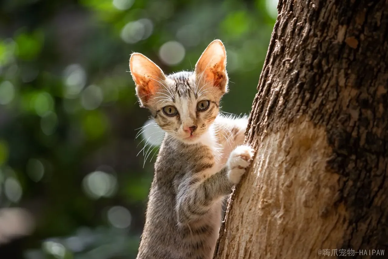 猫身上的跳蚤会到人头发里吗?从寄生偏好到科学防护,全面解读跳蚤与人类的真实关系 猫身上的跳蚤会到人头发里吗?从寄生偏好到科学防护,全面解读跳蚤与人类的真实关系