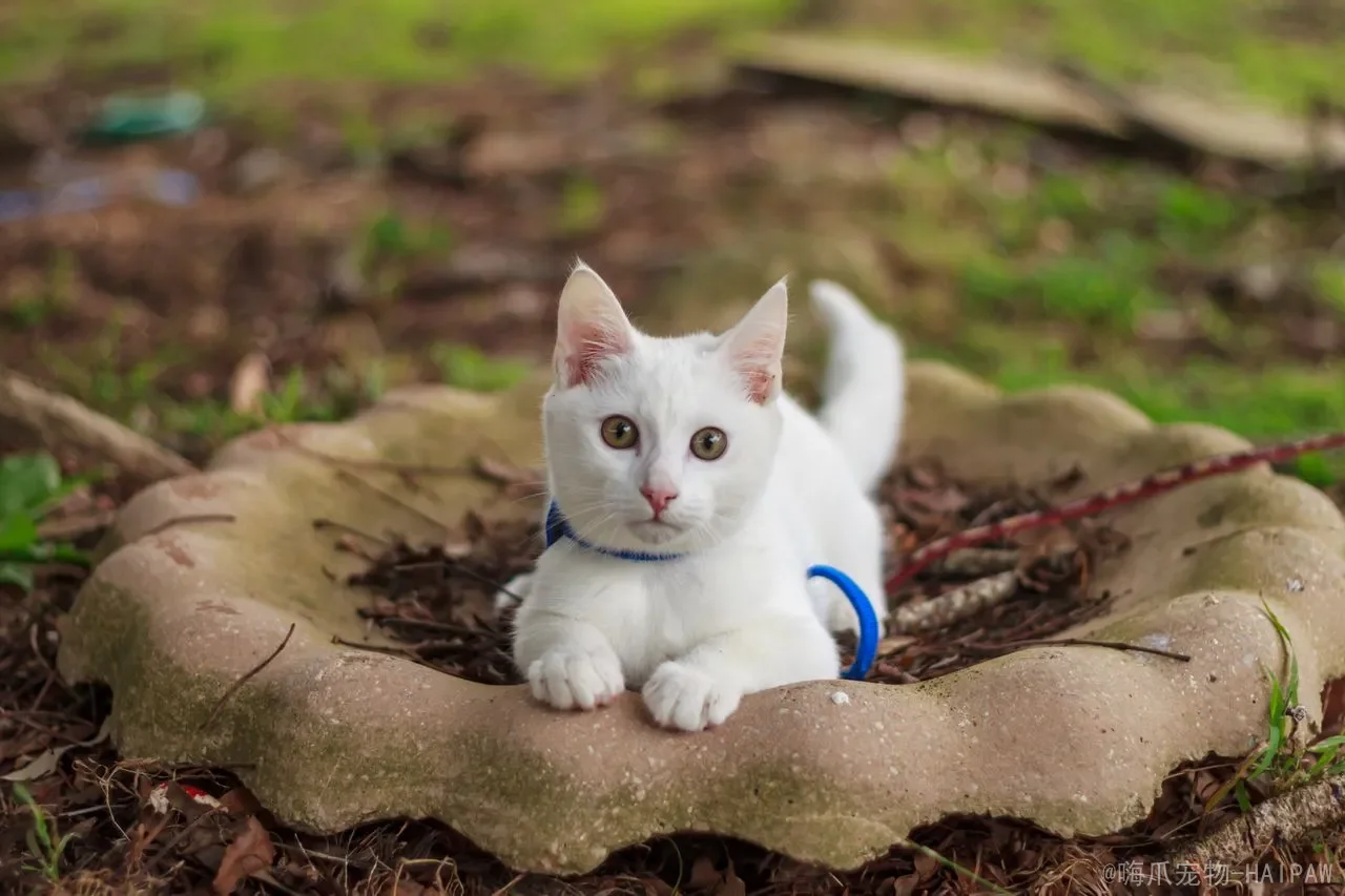 猫咪爪子出汗是紧张还是散热？读懂爪垫潮湿背后的健康信号