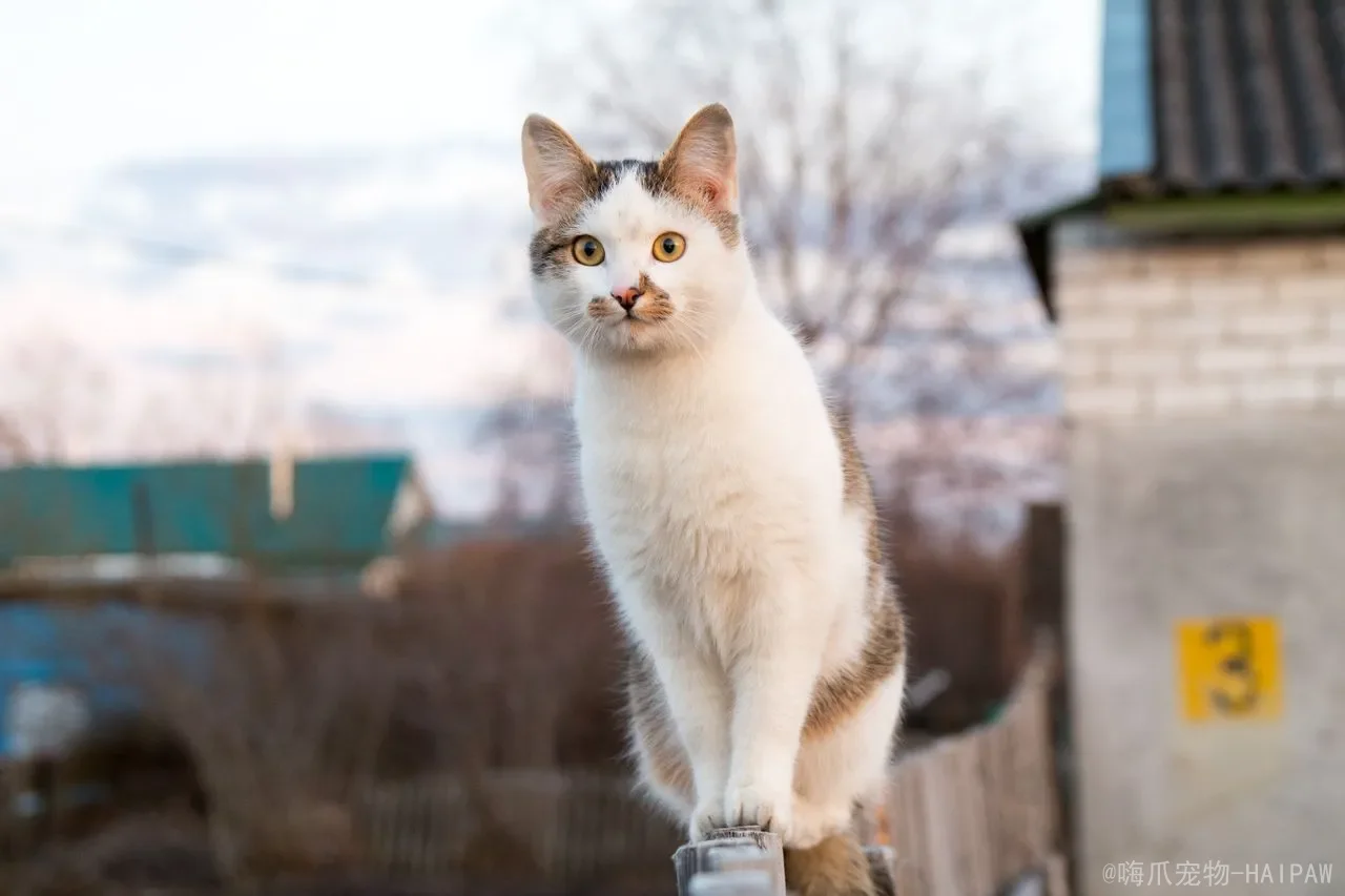 猫咪委屈了会哭吗？读懂猫咪眼泪背后的真相与情绪语言