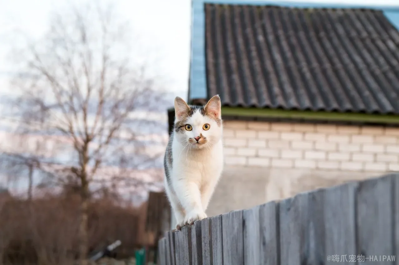 猫咪呕吐怎么办？从呕吐物颜色到就医指征，一篇读懂所有关键信号