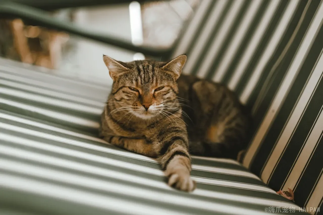如何除猫跳蚤？从灭杀到环境清理，一套完整的跳蚤防治方案
