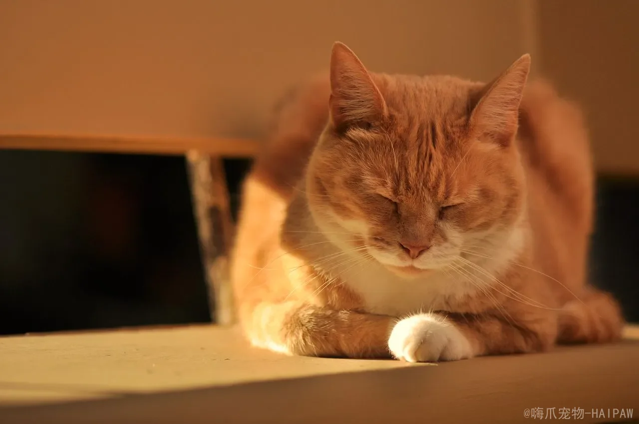 猫传腹能活多久？从确诊到治疗，一篇讲透FIP的生存希望与科学应对