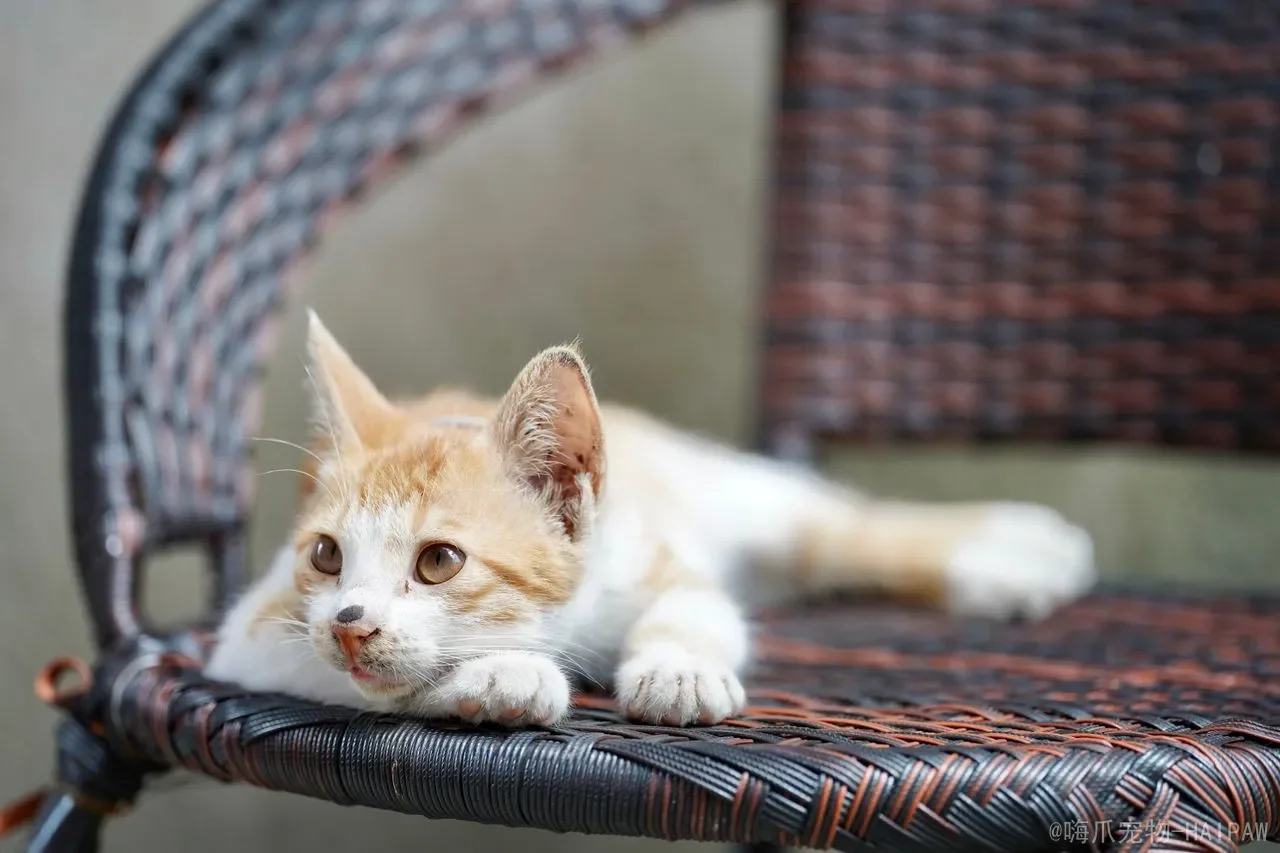 猫咪半夜蹭主人干嘛呢？解读深夜蹭人行为背后的多重信号