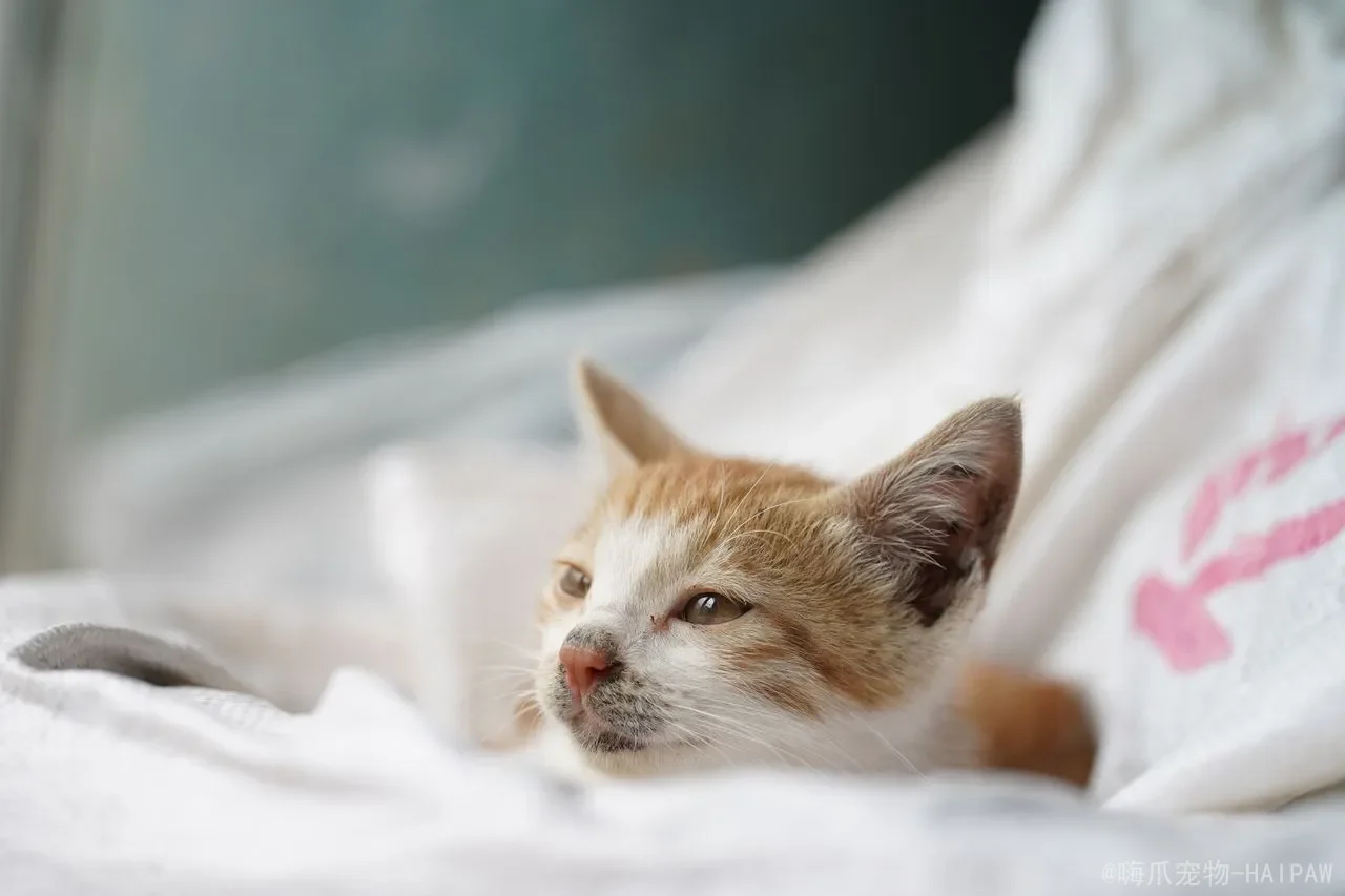 猫突然很粘人是什么情况？从缺乏安全感到疾病信号，读懂猫咪的“突然亲近”