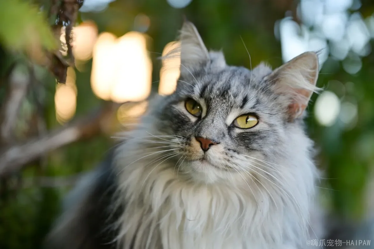 猫咪嘴里流粘液是怎么回事？从口腔疾病到肠胃问题，全面解析原因与应对方案
