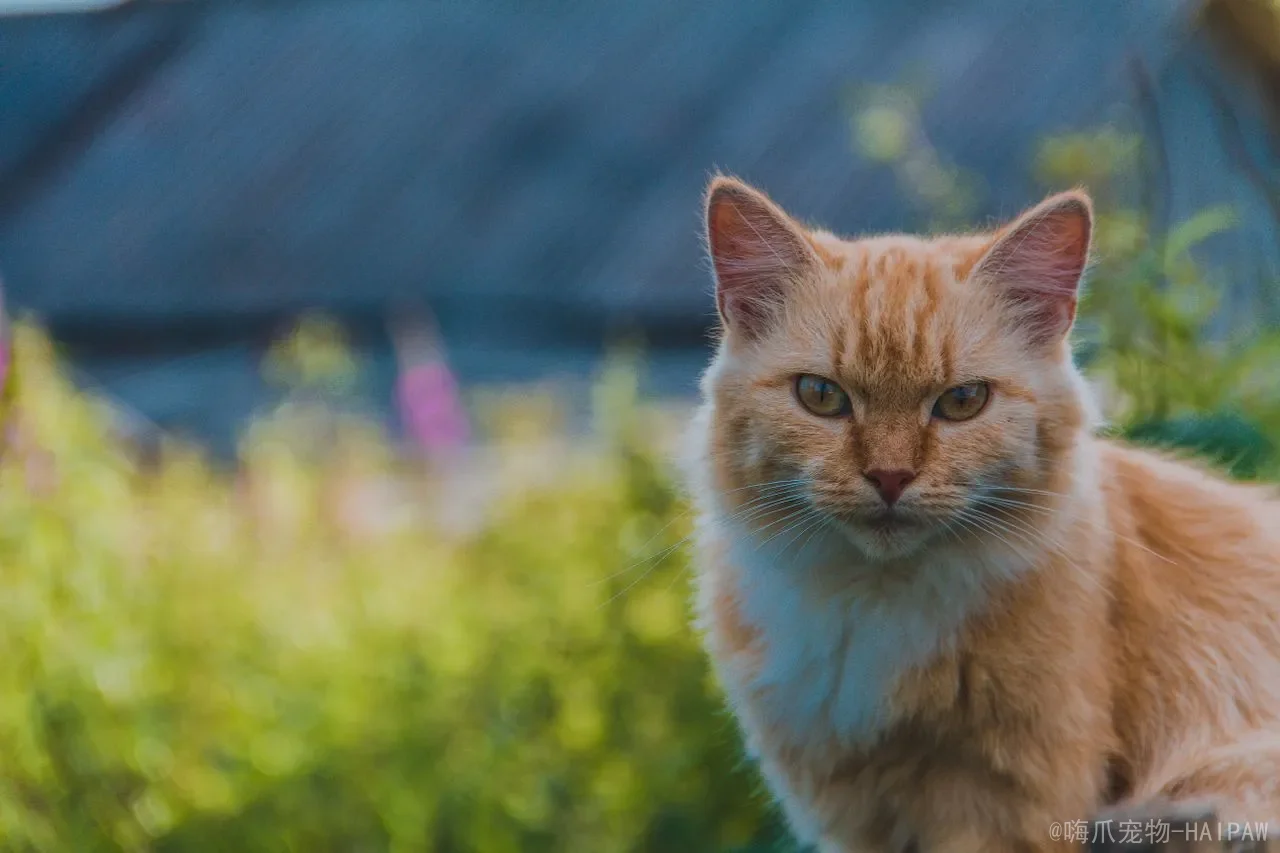 猫在笼子里一直叫怎么办？从原因分析到科学训练，彻底解决笼中焦虑
