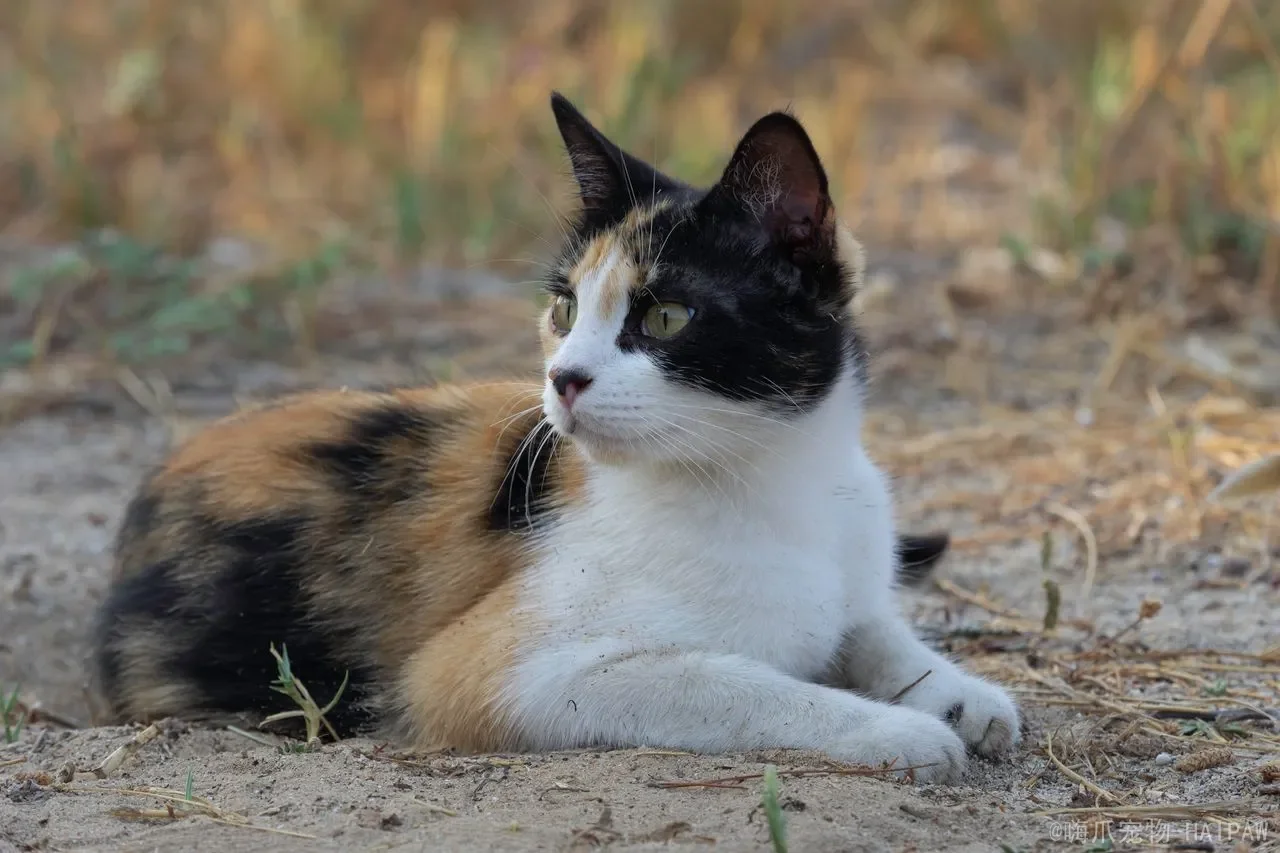猫咪真的能听懂人话吗？揭开喵星人“语言天赋”的科学真相