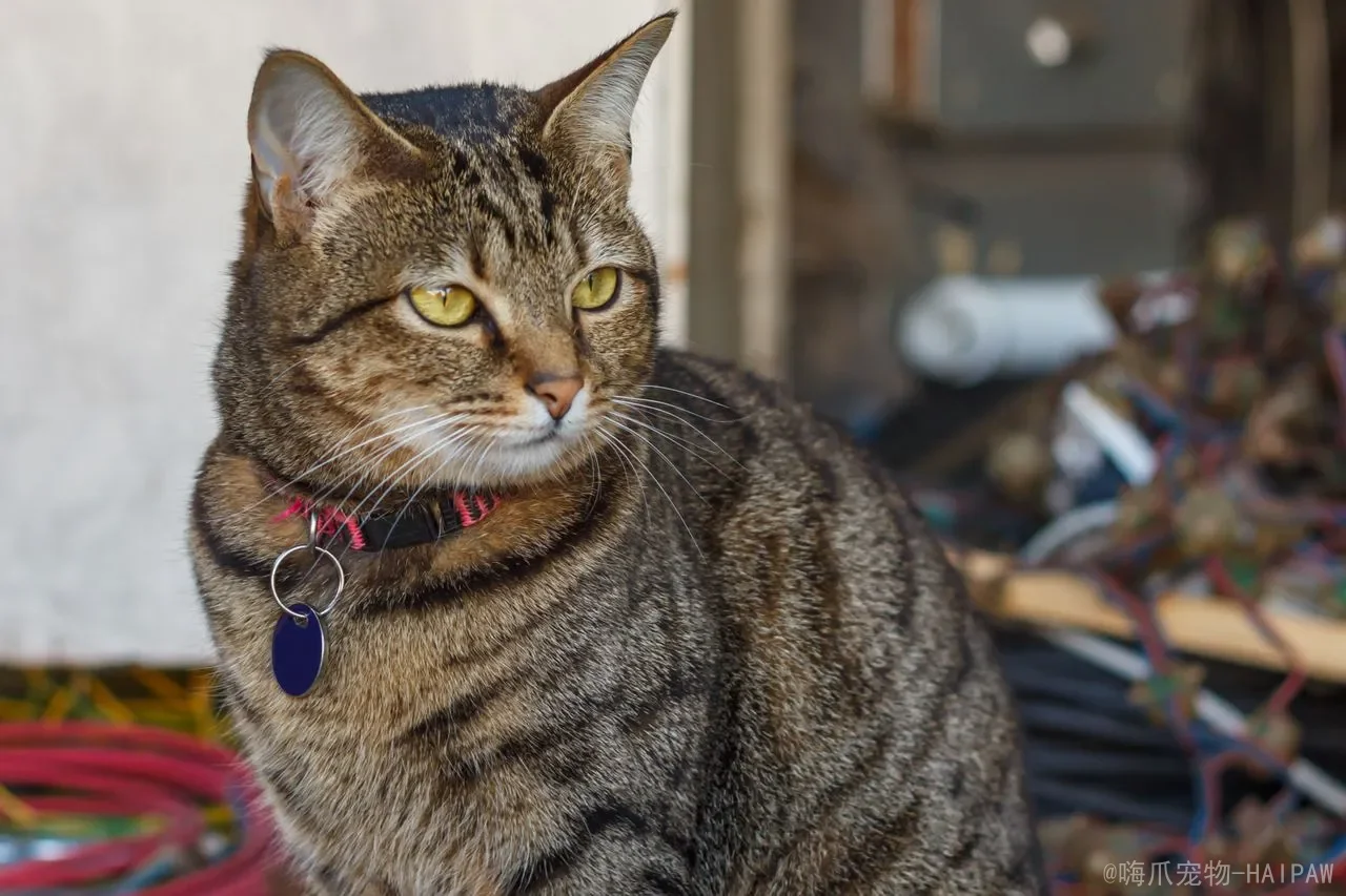 猫咪会吃乌龟吗？异宠混养的风险评估与安全共处指南