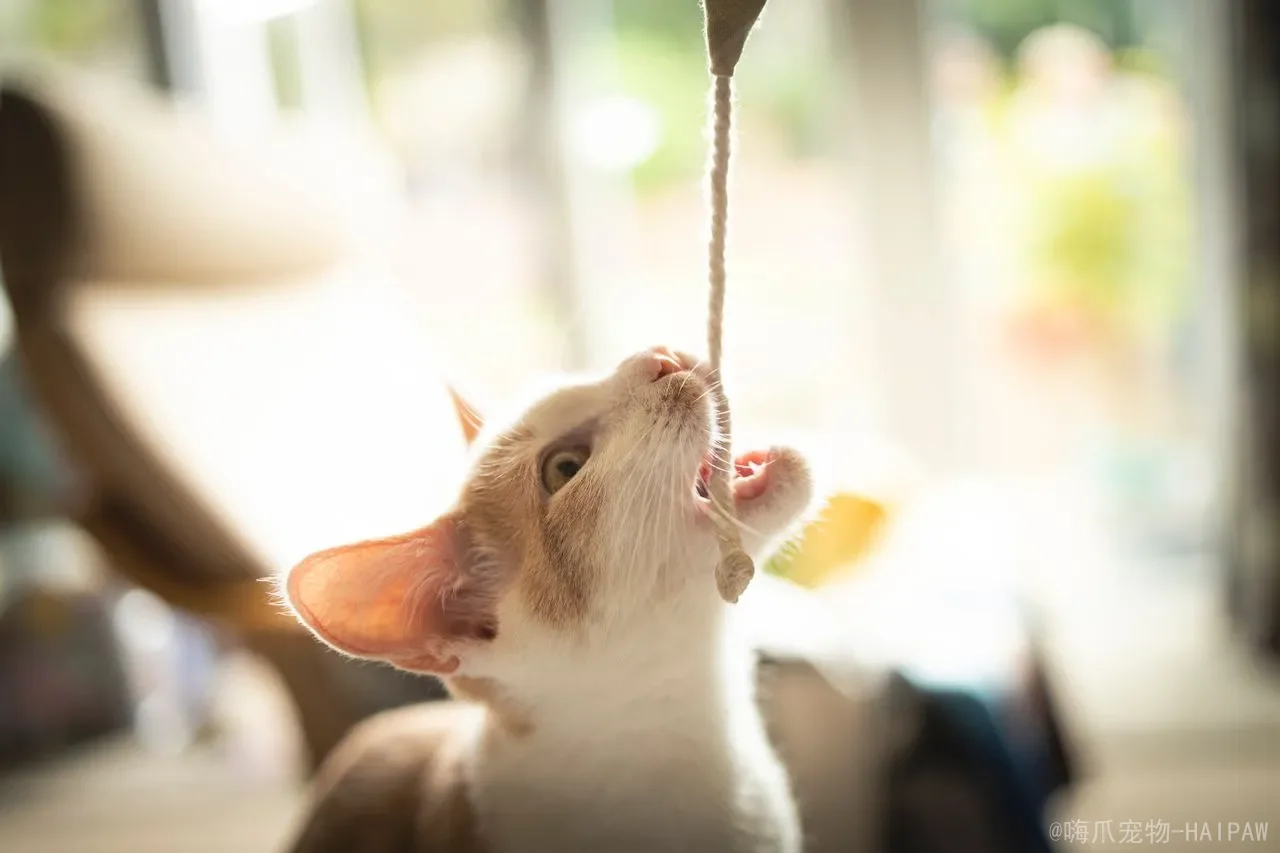 猫咪可以吃核桃吗？坚果背后的健康风险与科学喂食指南