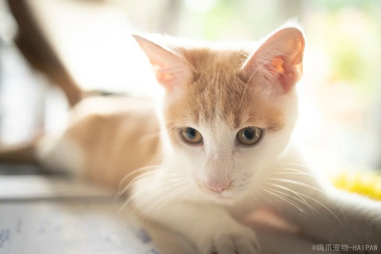小猫冷了自己会找地方睡吗？解读幼猫的御寒本能与冬季养护全攻略