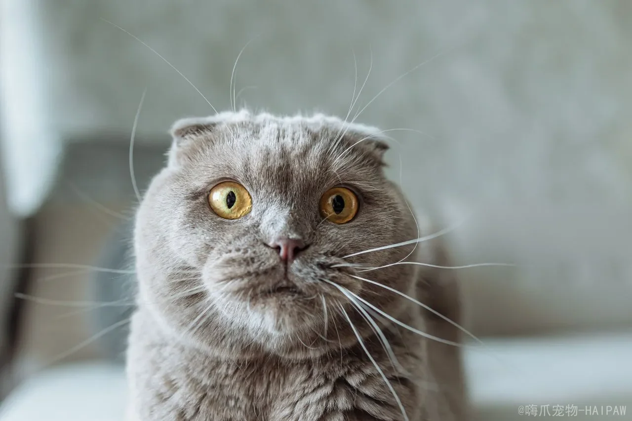 猫咪一直盯着你看是什么意思？读懂喵星人凝视背后的“摩斯密码”