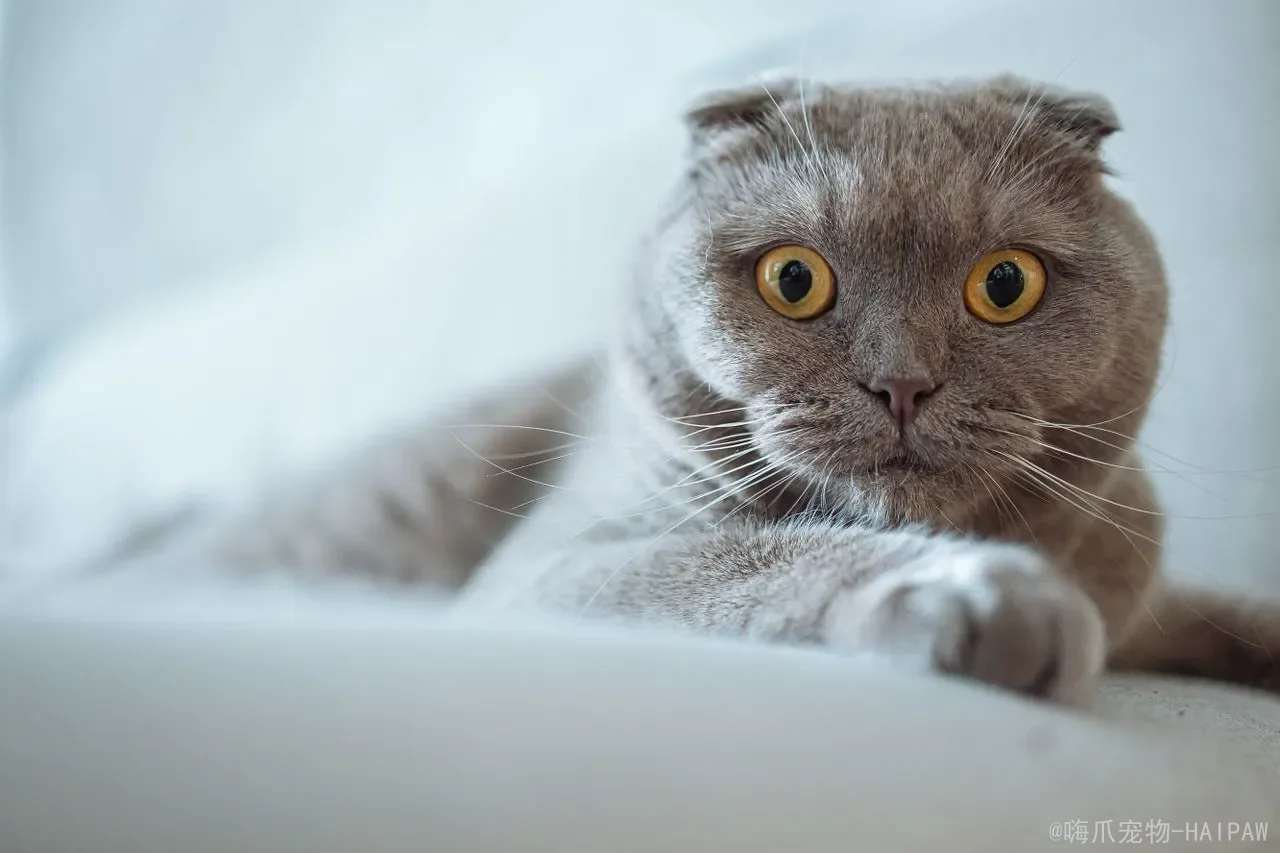 幼猫可以吃猫条吗？科学解读零食喂养的时机、风险与方法