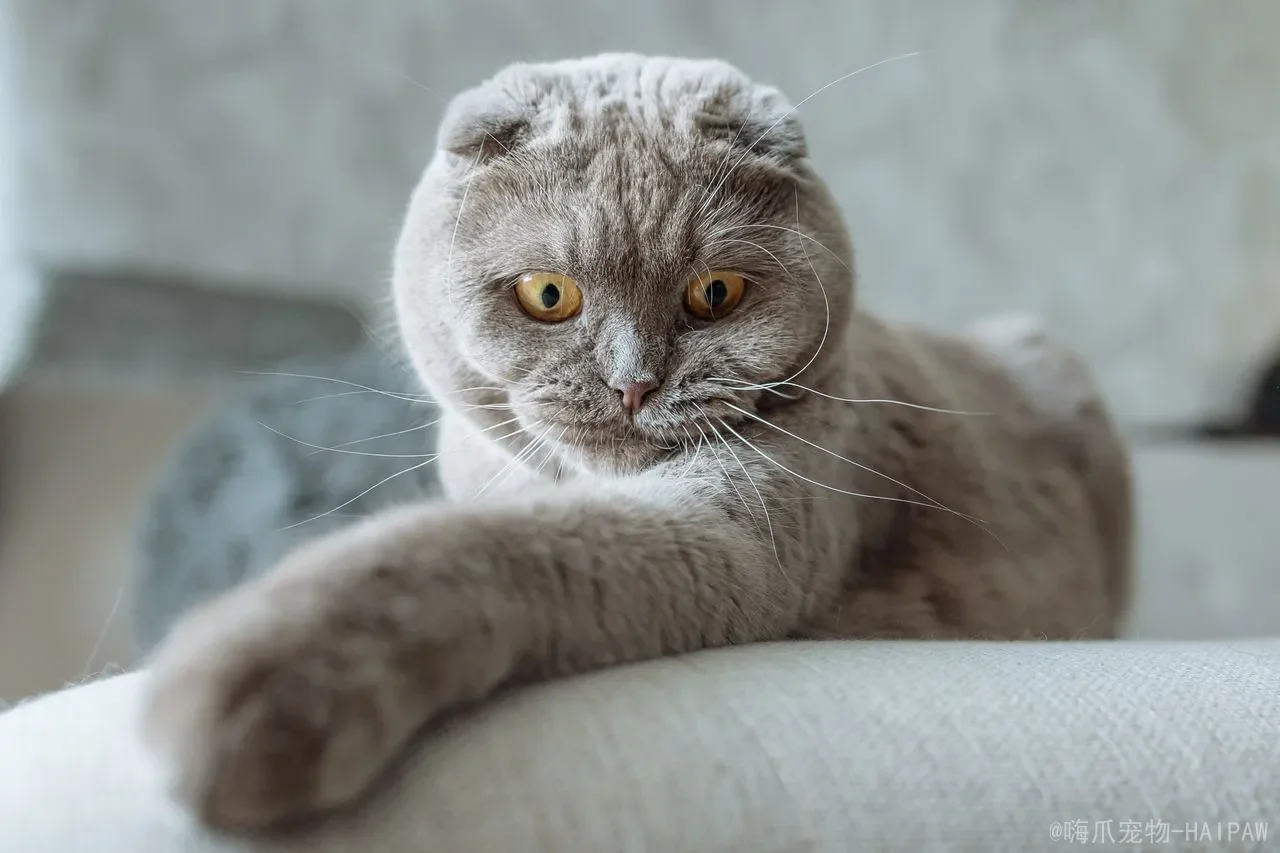 猫咪可以吃香蕉吗？科学解读营养、风险与安全喂食指南