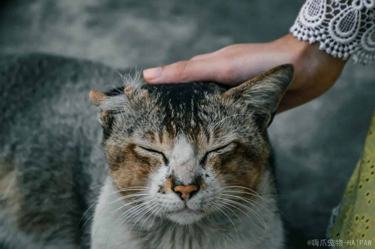 猫可以遛吗？科学评估遛猫的利弊、风险与正确打开方式