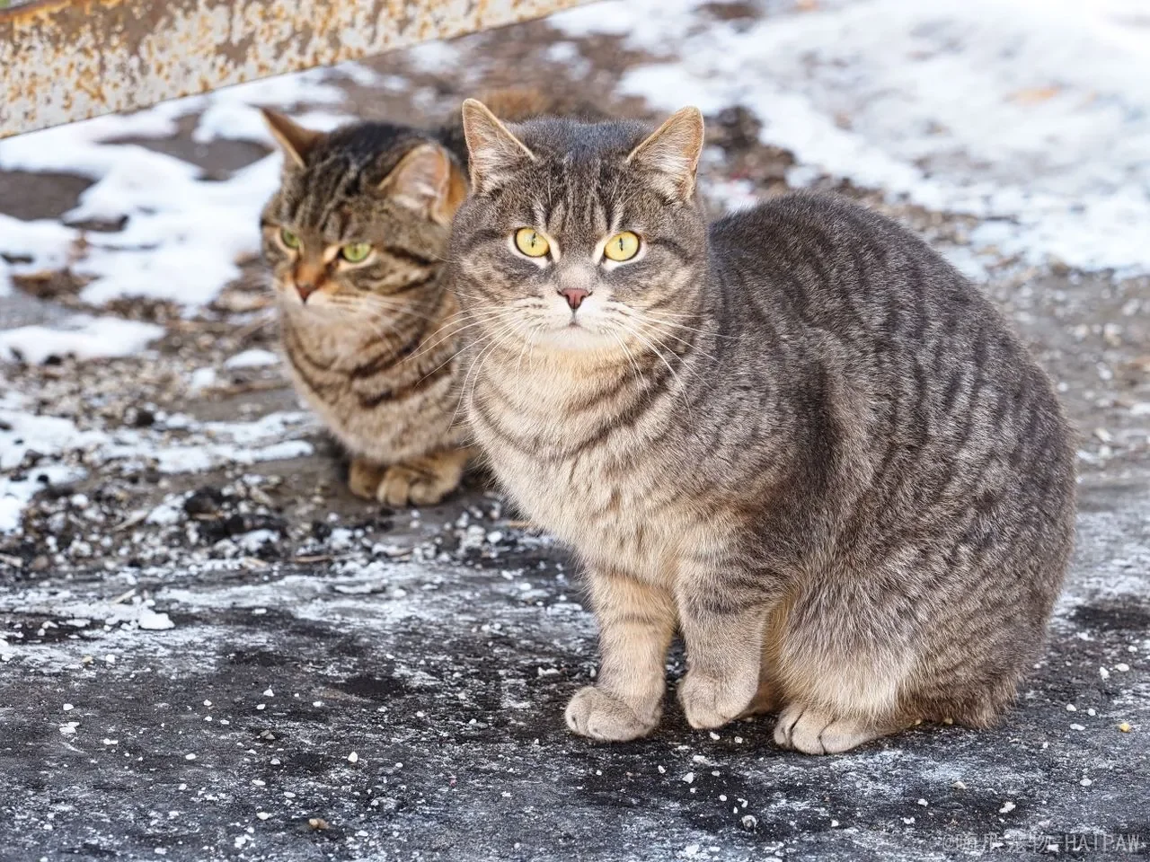 猫牙掉了还会长出来吗?换牙期、恒牙脱落与口腔健康全攻略 猫牙掉了还会长出来吗?换牙期、恒牙脱落与口腔健康全攻略