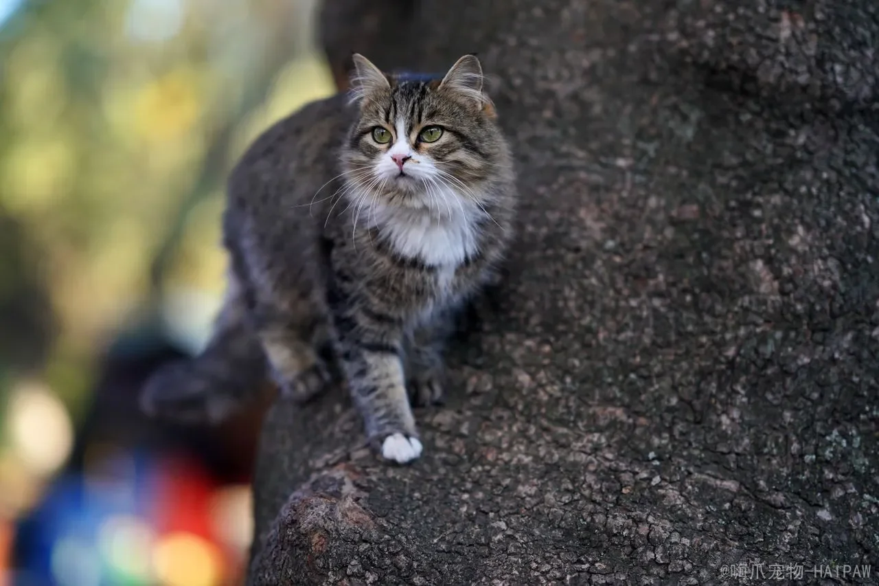 猫咪踩奶怎么回事？从本能到情感，揭开喵星人“揉面团”背后的秘密