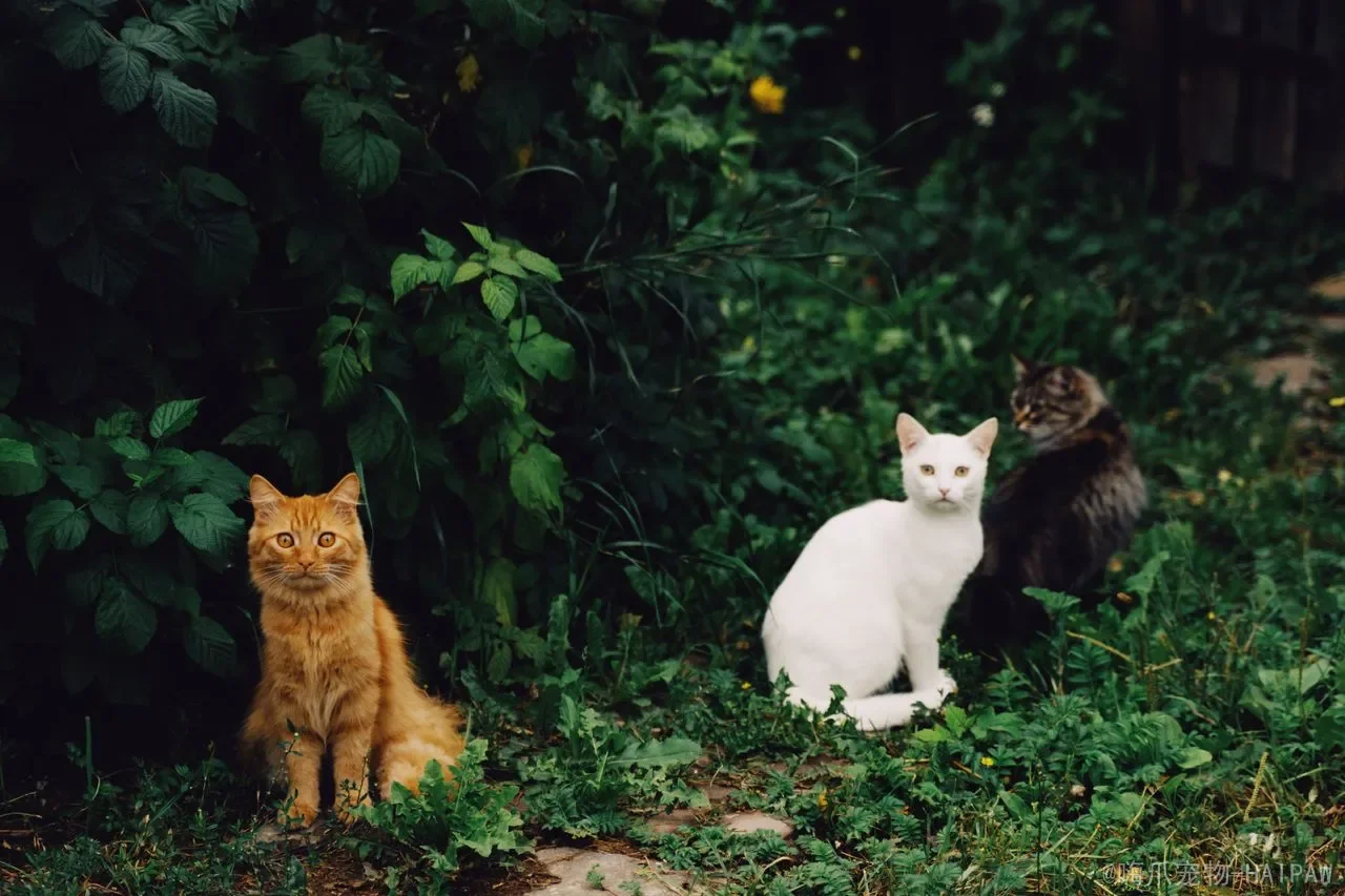 猫晚上叫是因为什么原因？从发情到疾病，读懂喵星人深夜呼唤背后的真实信号
