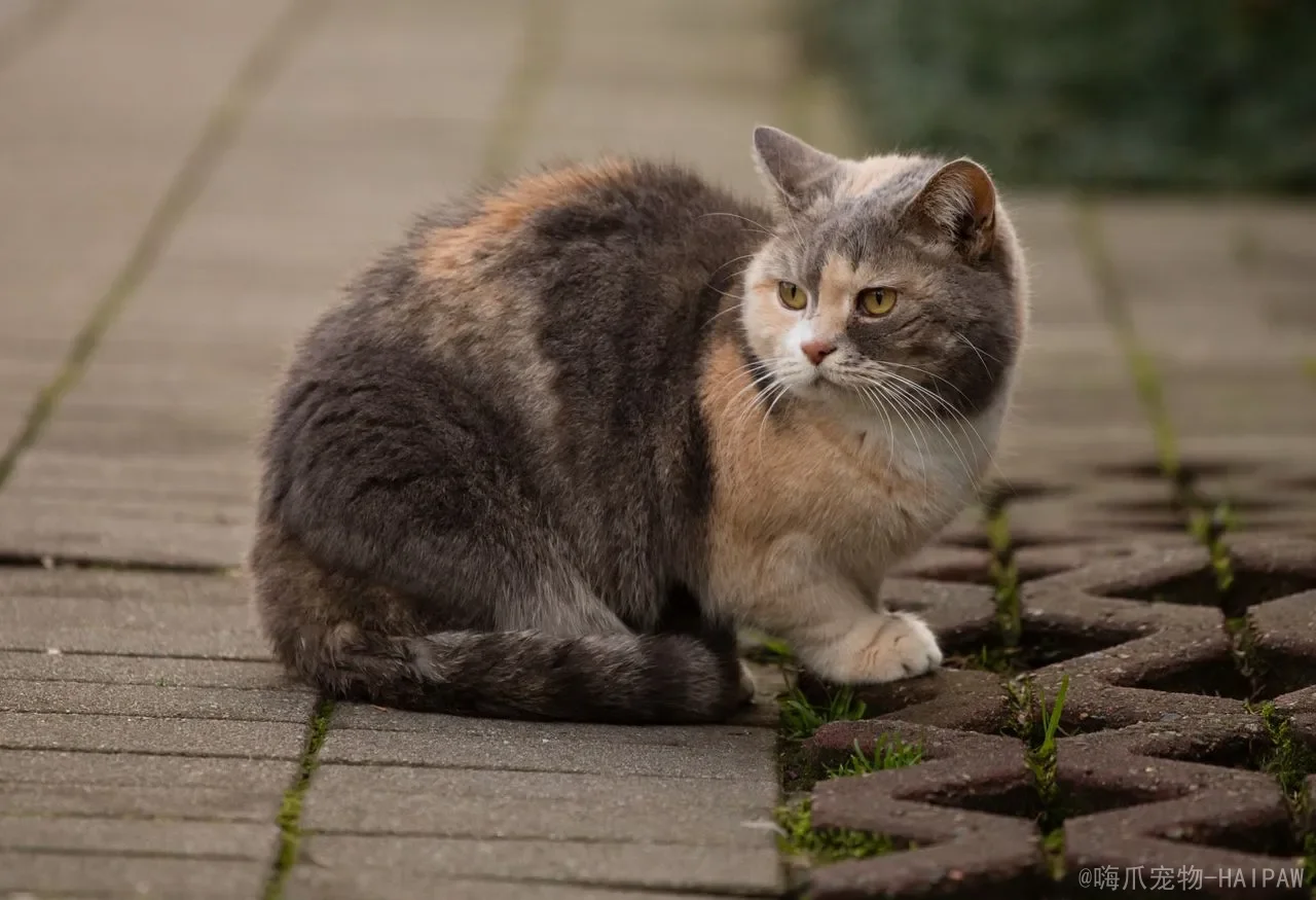 猫咪生气的表现：从炸毛到哈气，全面解读喵星人的愤怒信号