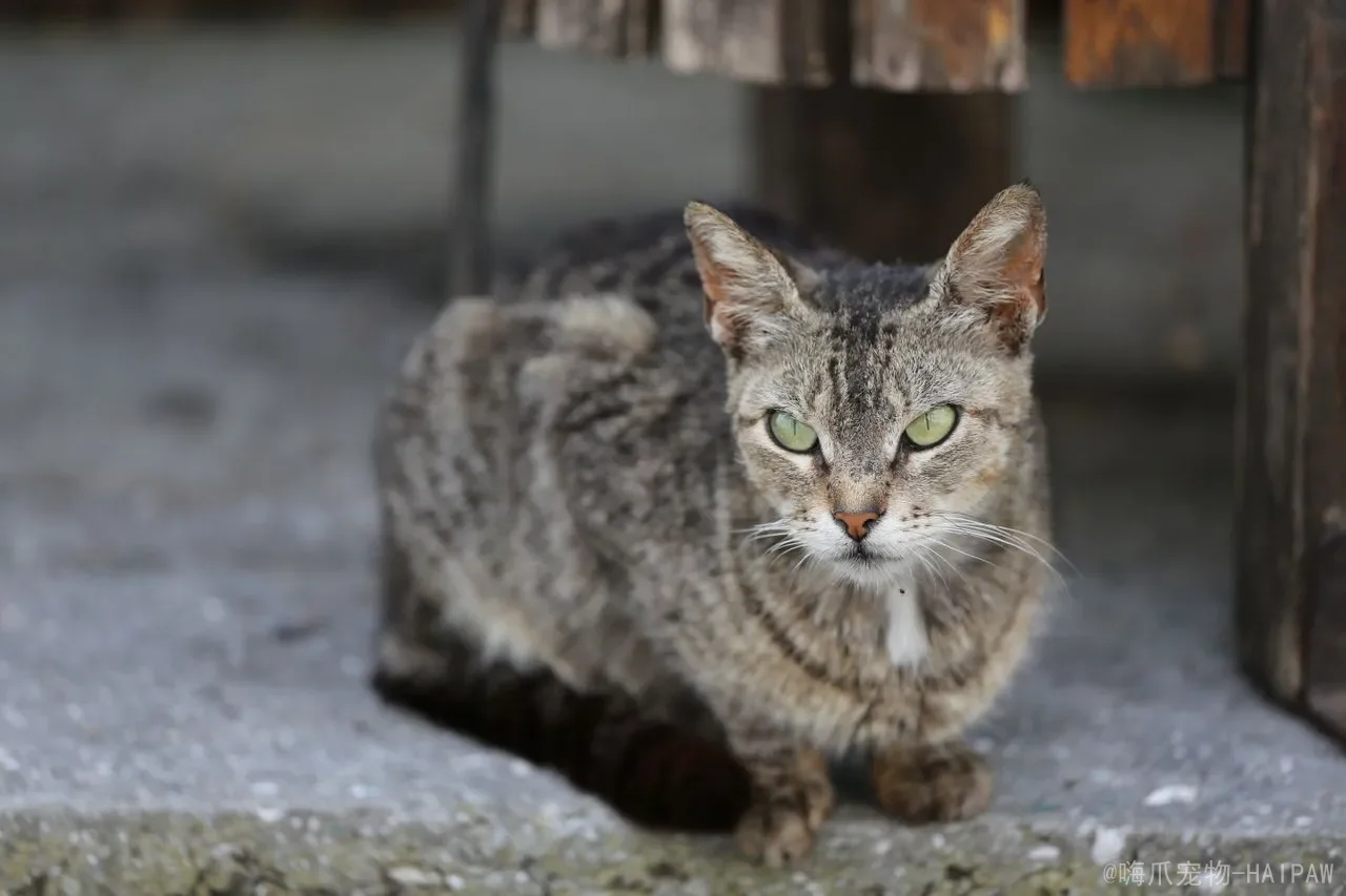 长毛猫拉屎总粘毛怎么办?从修剪到调理,一套完整的告别“屎屁股”方案 长毛猫拉屎总粘毛怎么办?从修剪到调理,一套完整的告别“屎屁股”方案