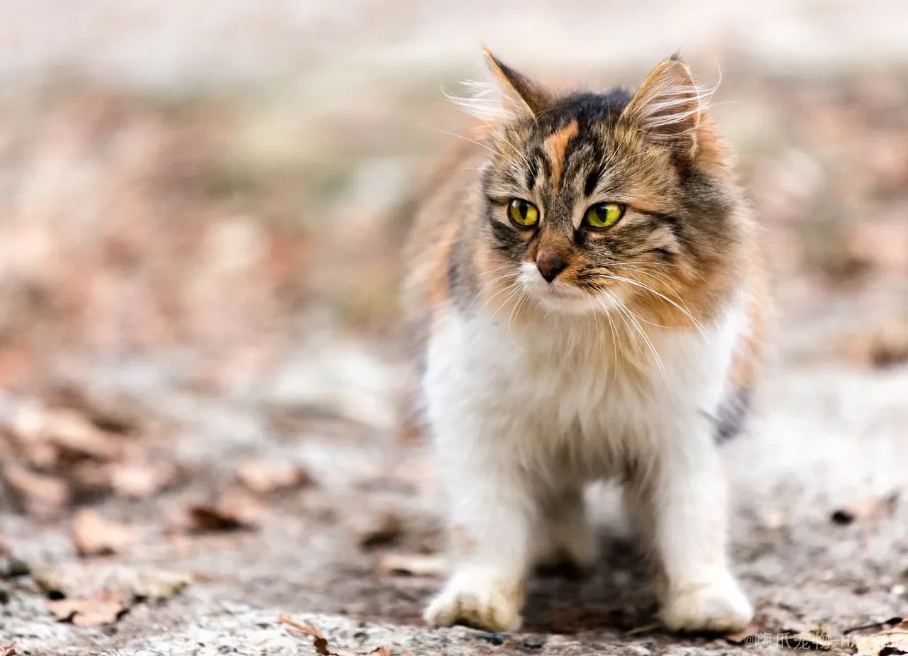 猫咪咬人打它会记仇吗？科学解读惩罚的后果与正向训练的秘诀