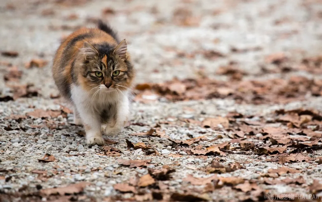 猫咪可以吃西瓜吗？科学解读夏季水果的喂食要点与禁忌