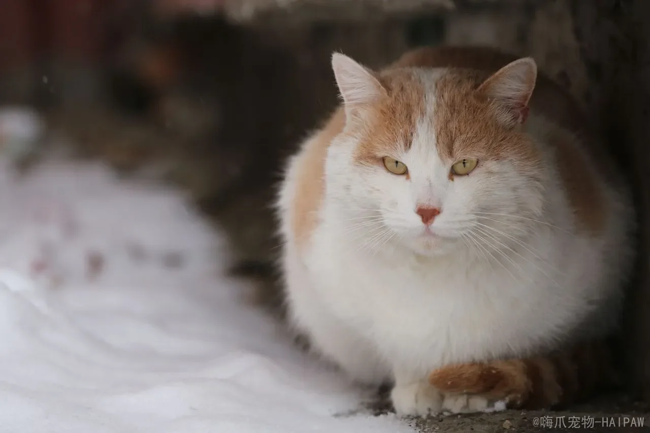 猫吃多了吐了怎么办？从应急处理到长期预防，科学应对猫咪的“吃撑”问题