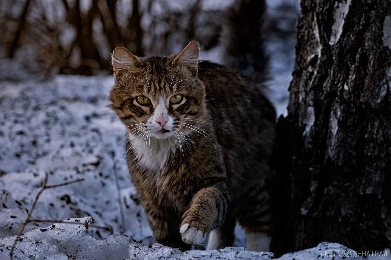 三个月的猫一天吃几颗猫粮？科学喂食量与幼猫营养管理全攻略