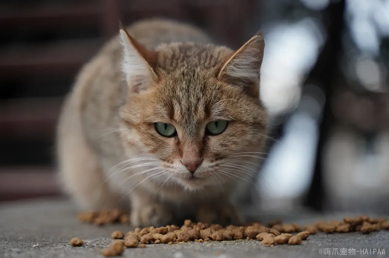 猫咪难产怎么帮着助产：从紧急处理到专业医疗，完整接生指南