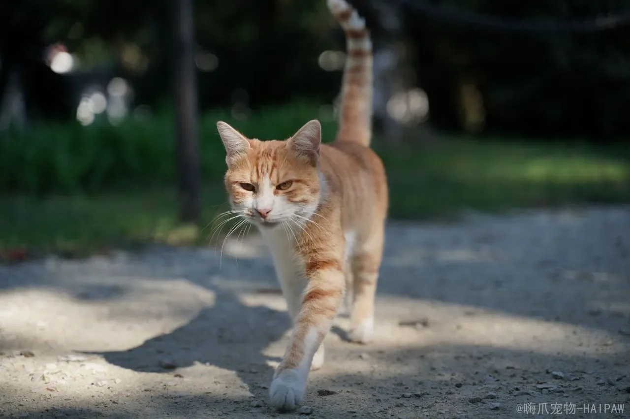 猫咪不喂食可以撑几天？深度解析猫咪断食的生理极限与科学喂养指南