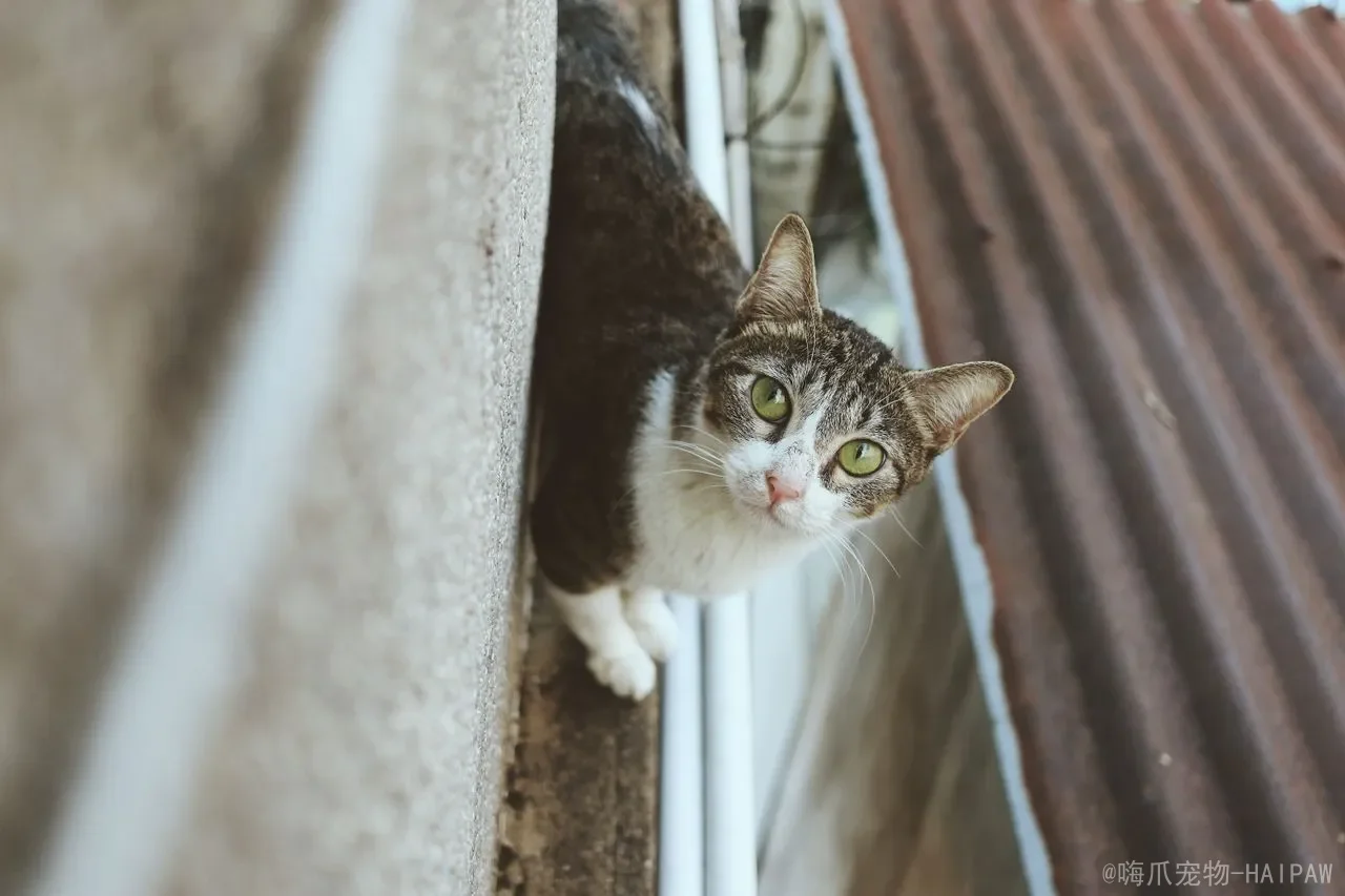 猫喜欢舔塑料袋是怎么回事？从异食癖到心理需求，全面解读这一“迷惑行为”