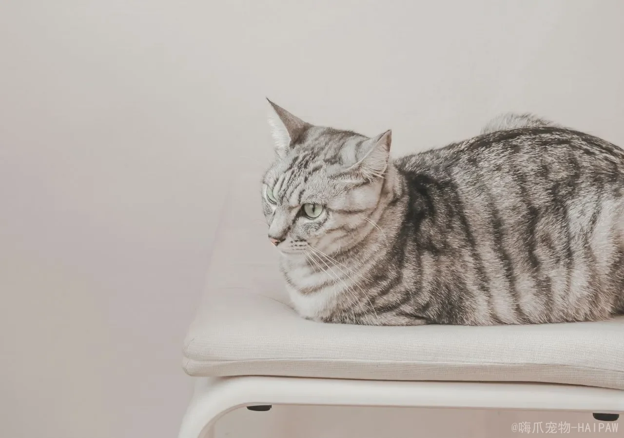 猫咪尿血是怎么回事?从病因到护理,全面解读泌尿系统的“红色警报” 猫咪尿血是怎么回事?从病因到护理,全面解读泌尿系统的“红色警报”