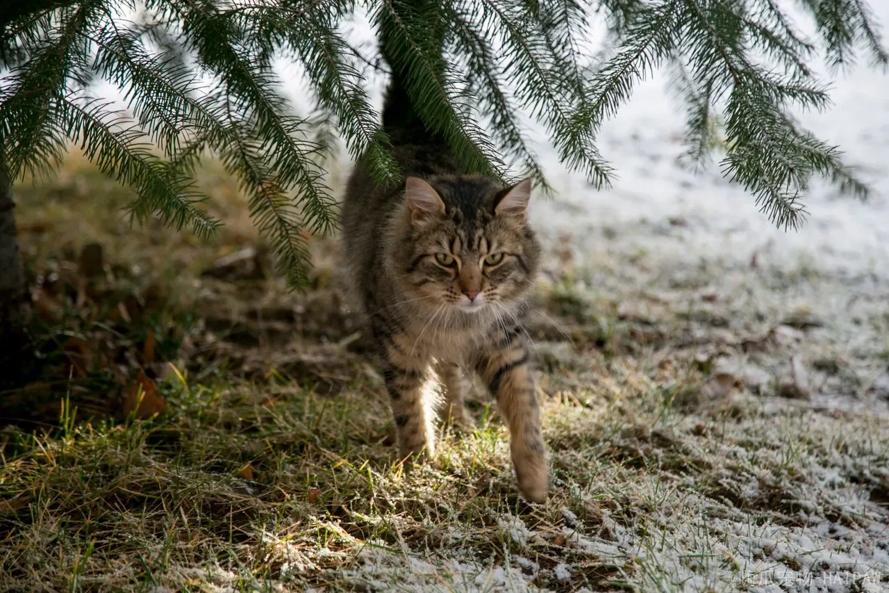 猫咪洗澡应激反应全解析：从症状识别到科学预防，一篇读懂所有关键细节