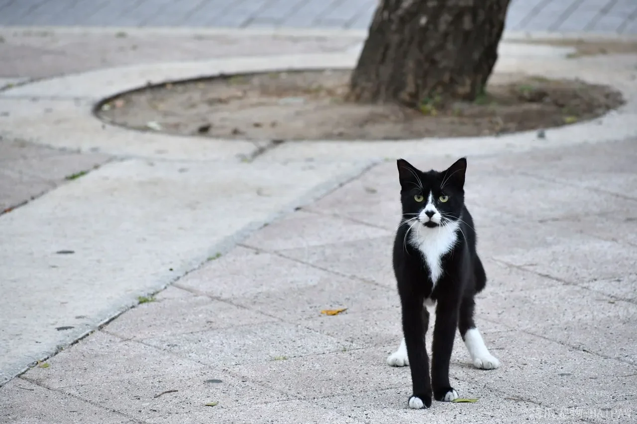 冬季猫喝水全攻略：从温水喂养到科学诱饮，一篇读懂所有关键细节