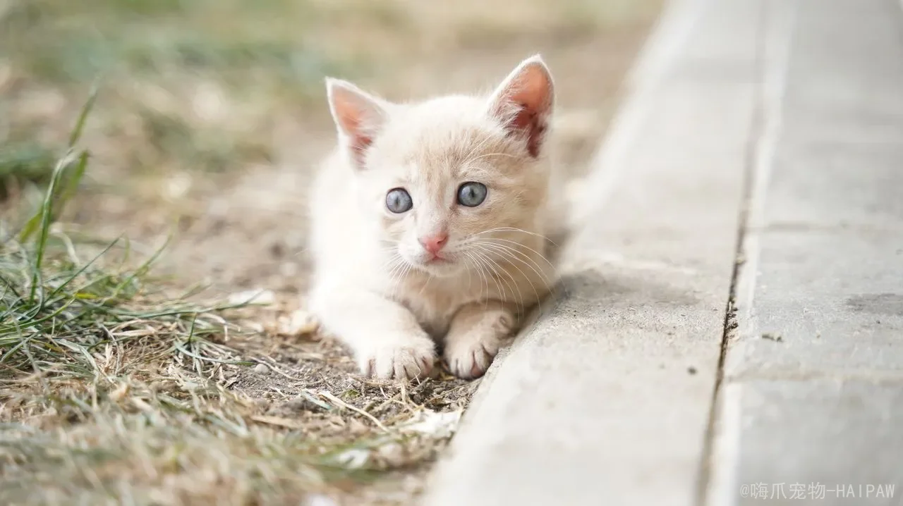 幼年小猫吃什么：从奶猫期到快速成长期，一份科学喂养全攻略