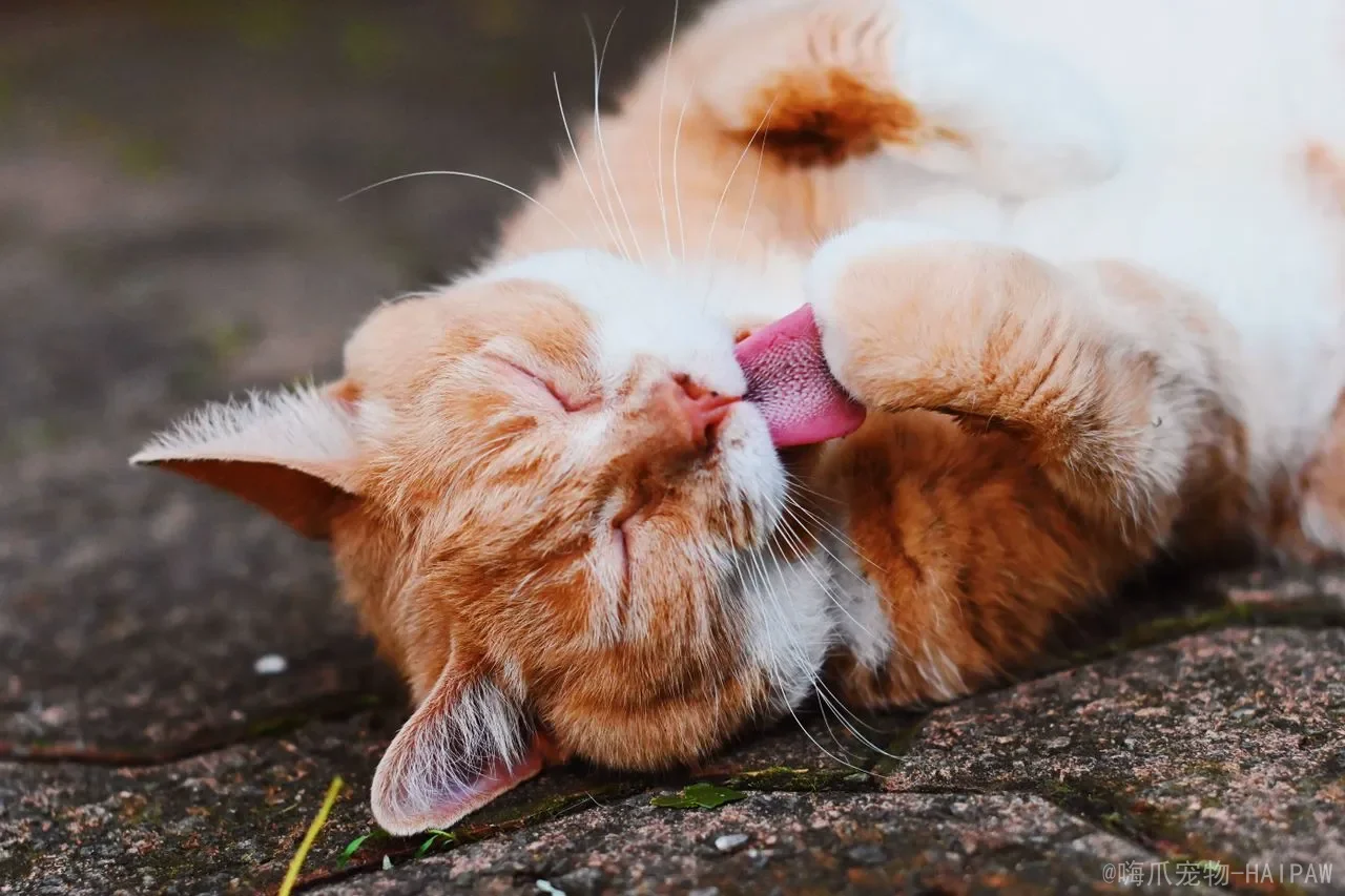 猫咪呼噜声的真相:从舒适到生病,读懂喵星人“咕噜”背后的全部秘密 猫咪呼噜声的真相:从舒适到生病,读懂喵星人“咕噜”背后的全部秘密