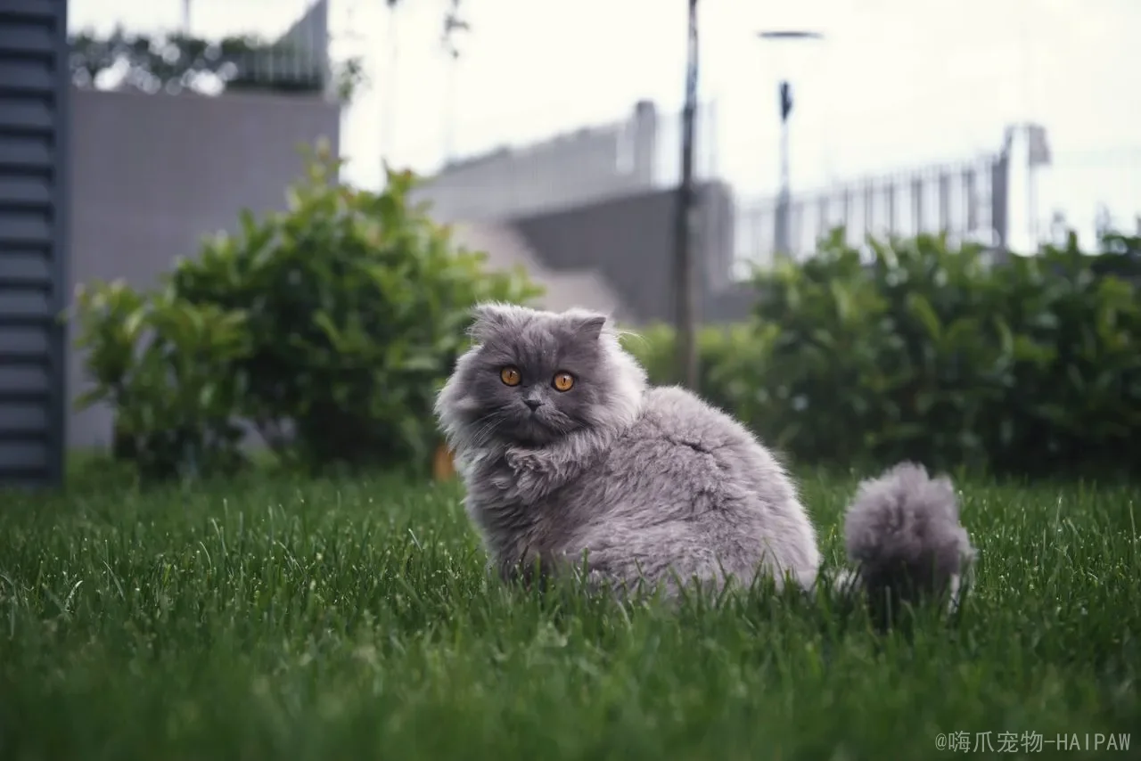 抓猫的正确方法:从安抚到抱起,一套完整的科学抓猫指南 抓猫的正确方法:从安抚到抱起,一套完整的科学抓猫指南