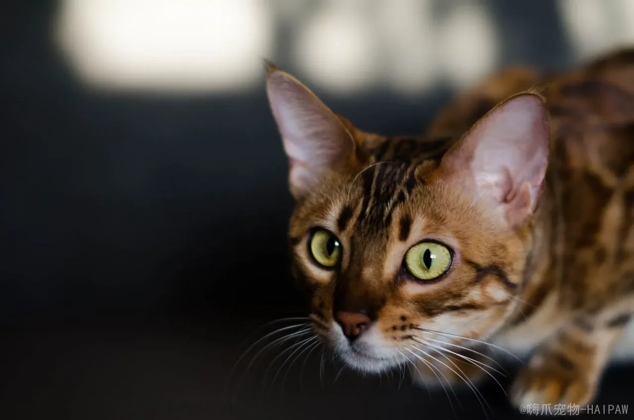 猫老是撒尿是怎么回事？从病因到护理，全面解读猫咪尿频背后的健康信号