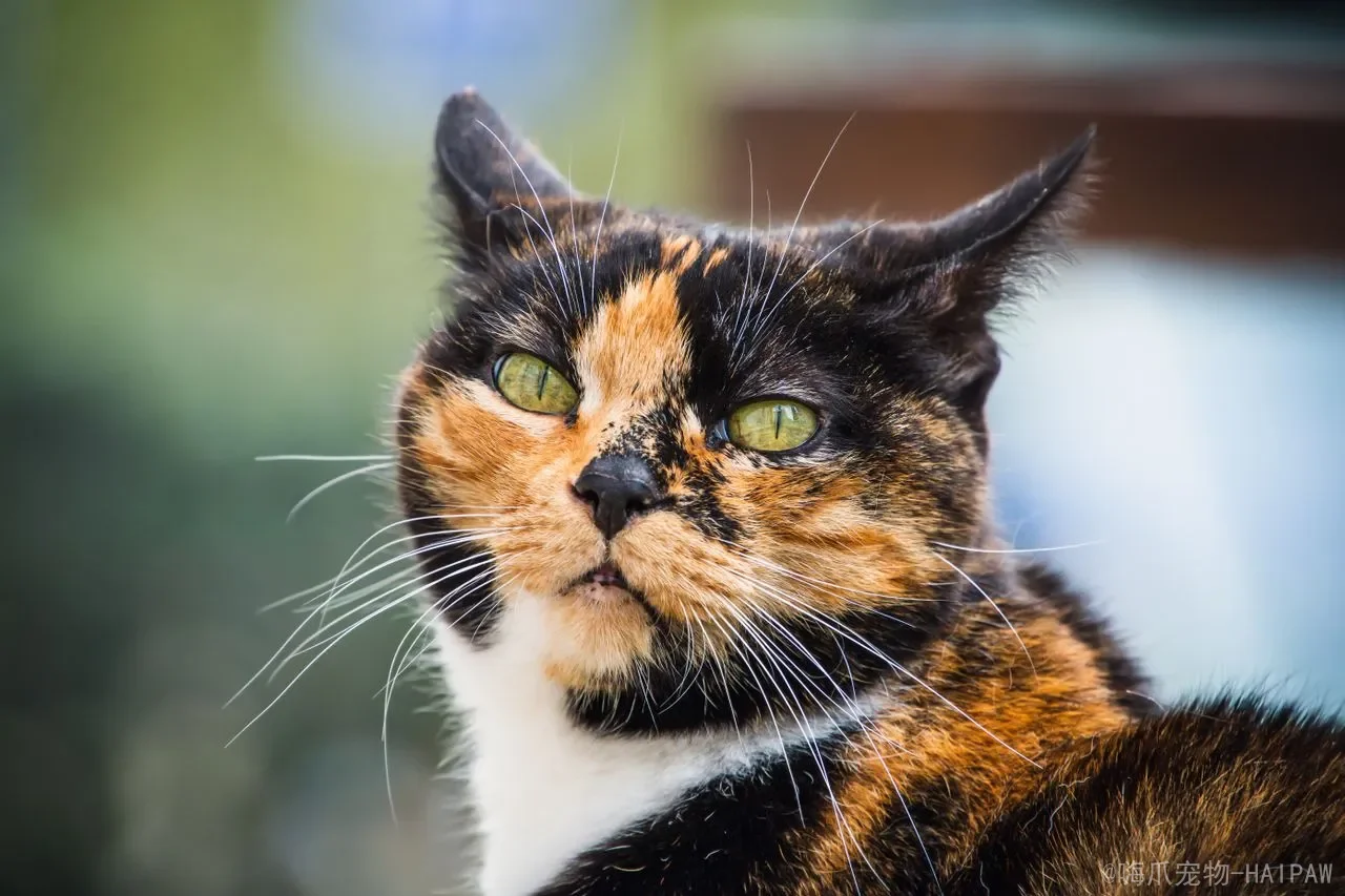 猫用前爪按来按去是什么意思？从踩奶本能到情感表达，读懂喵星人的“揉面”暗语