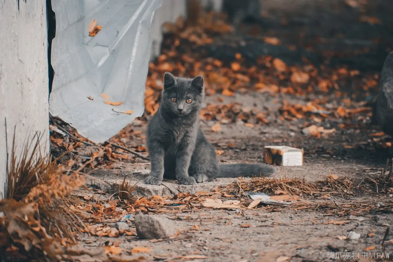 冬天怎么让猫喝到温水？从加热水碗到食物诱饮，一套完整的冬季猫咪饮水方案