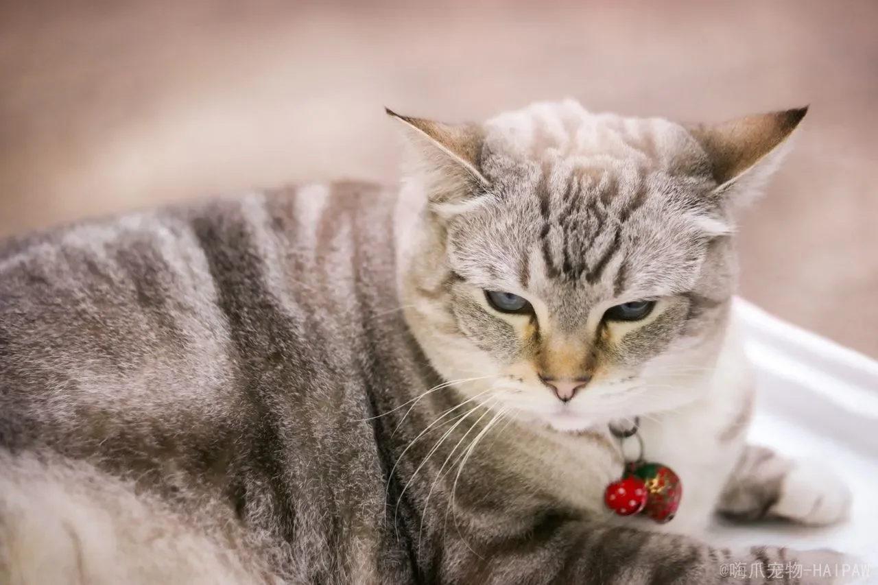 猫咪拉肚子怎么办？从原因分析到科学护理，全面应对猫咪腹泻难题