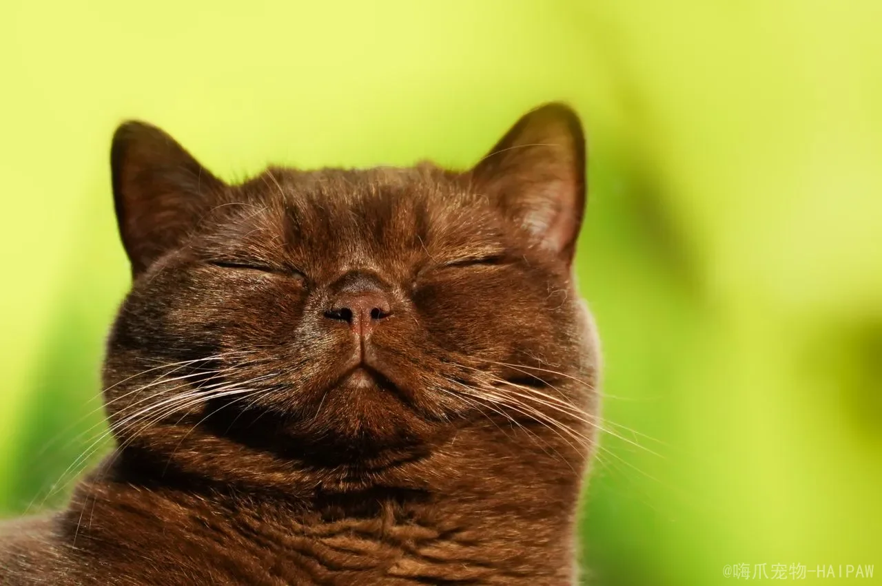 猫咪什么程度叫软便？从形态判断到科学调理，全面解读猫咪的“软便警报”