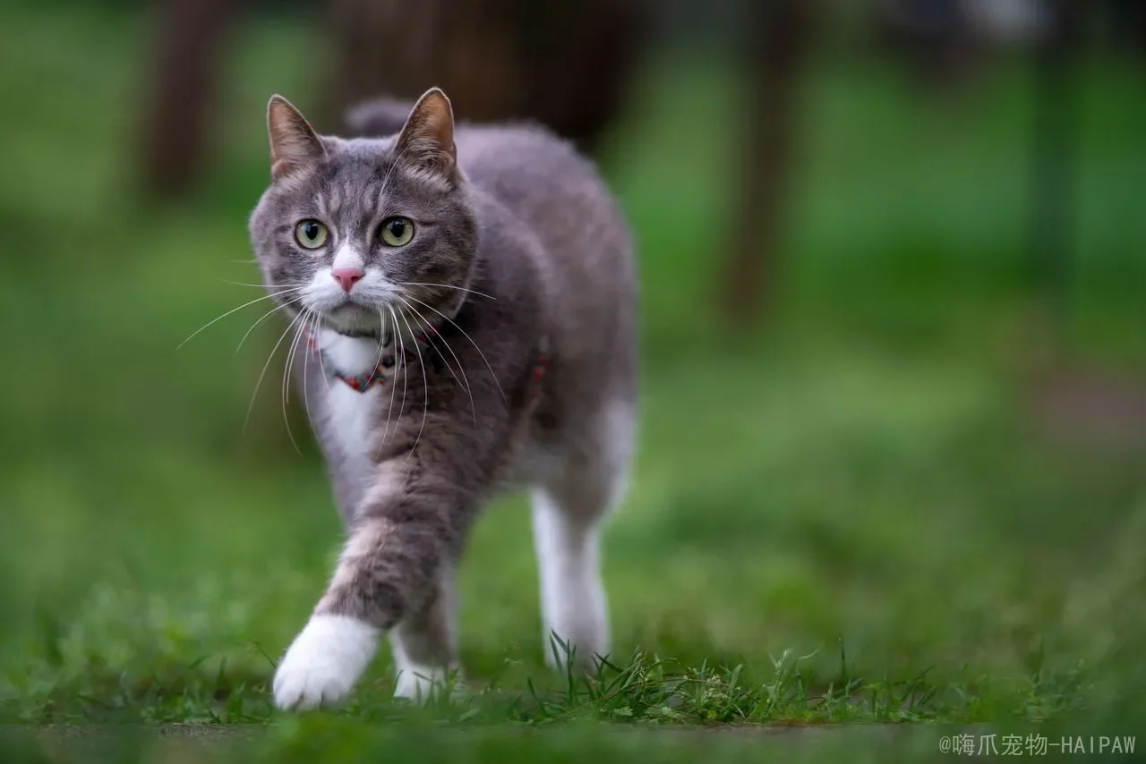 猫中毒了怎么快速解毒？从症状识别到科学急救，全面应对猫咪中毒危机