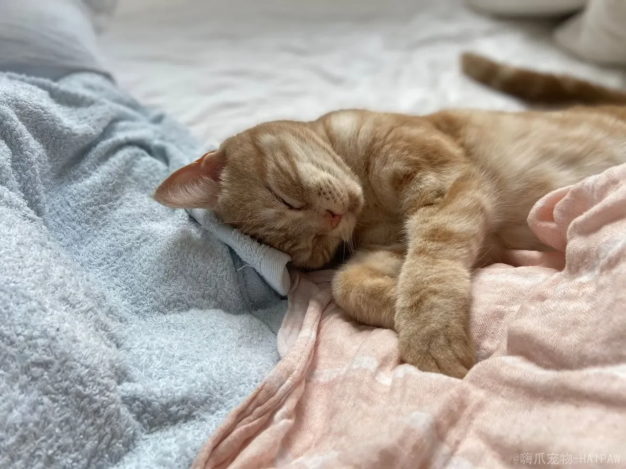 猫咪禁忌食物全攻略：从巧克力到葡萄，一份守护喵星人生命的饮食黑名单