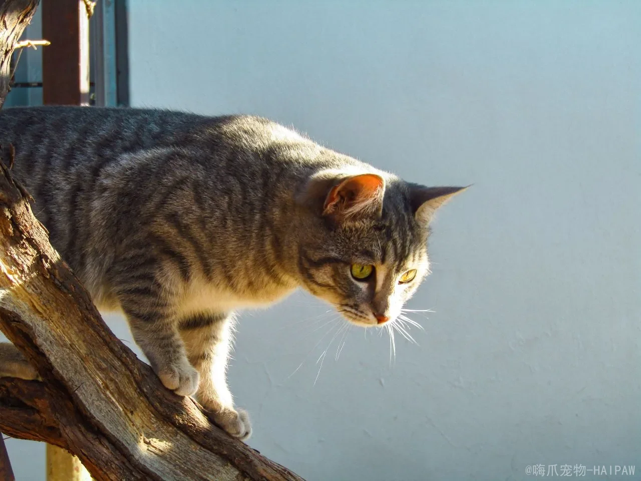 猫趴在主人脚边睡觉说明什么？从信任守护到气味标记，全面解读喵星人的“脚边情结”