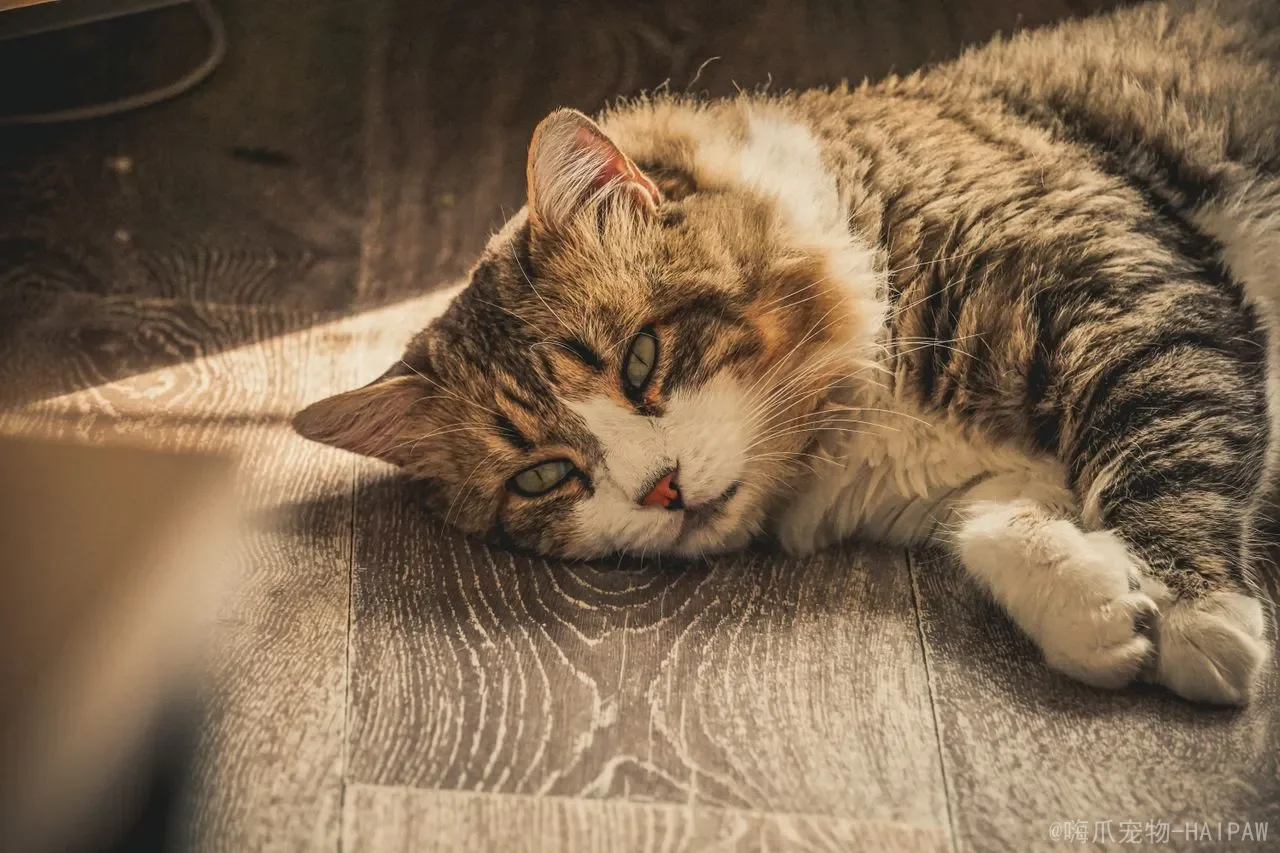 一个月小猫如何除跳蚤？奶猫驱虫的安全方法与全流程指南