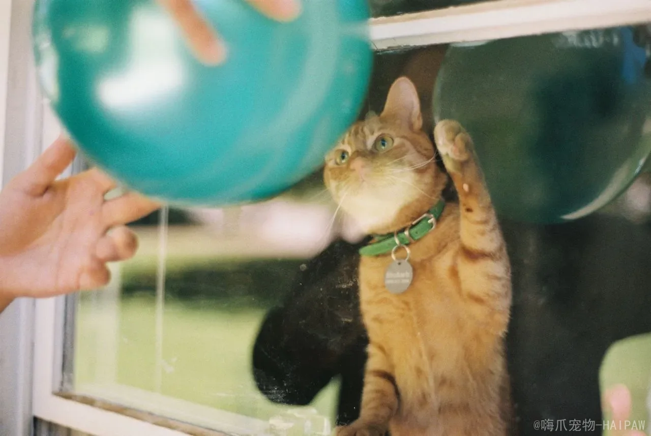 猫可以吃地瓜吗？熟地瓜的营养价值、正确喂食方法与注意事项全解析