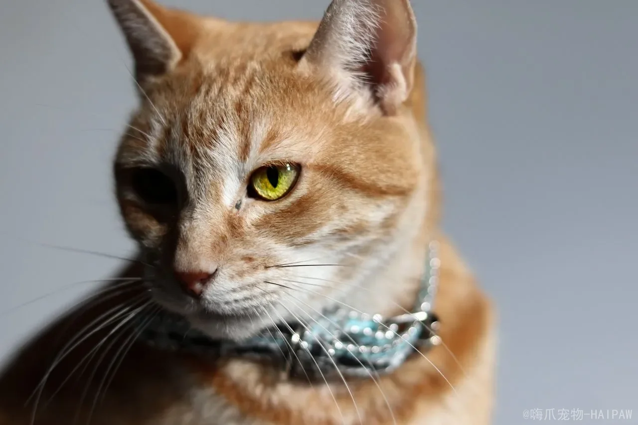 猫咪张嘴喘气是应激反应吗？从正常散热到疾病信号，全面解读猫喘气的真相