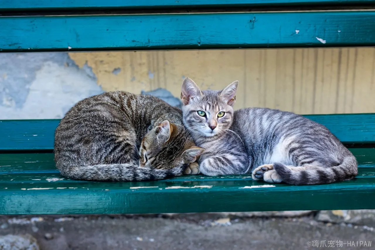 2个月小猫身上臭味怎么去除？从清洁到养护，一套完整的幼猫除臭方案