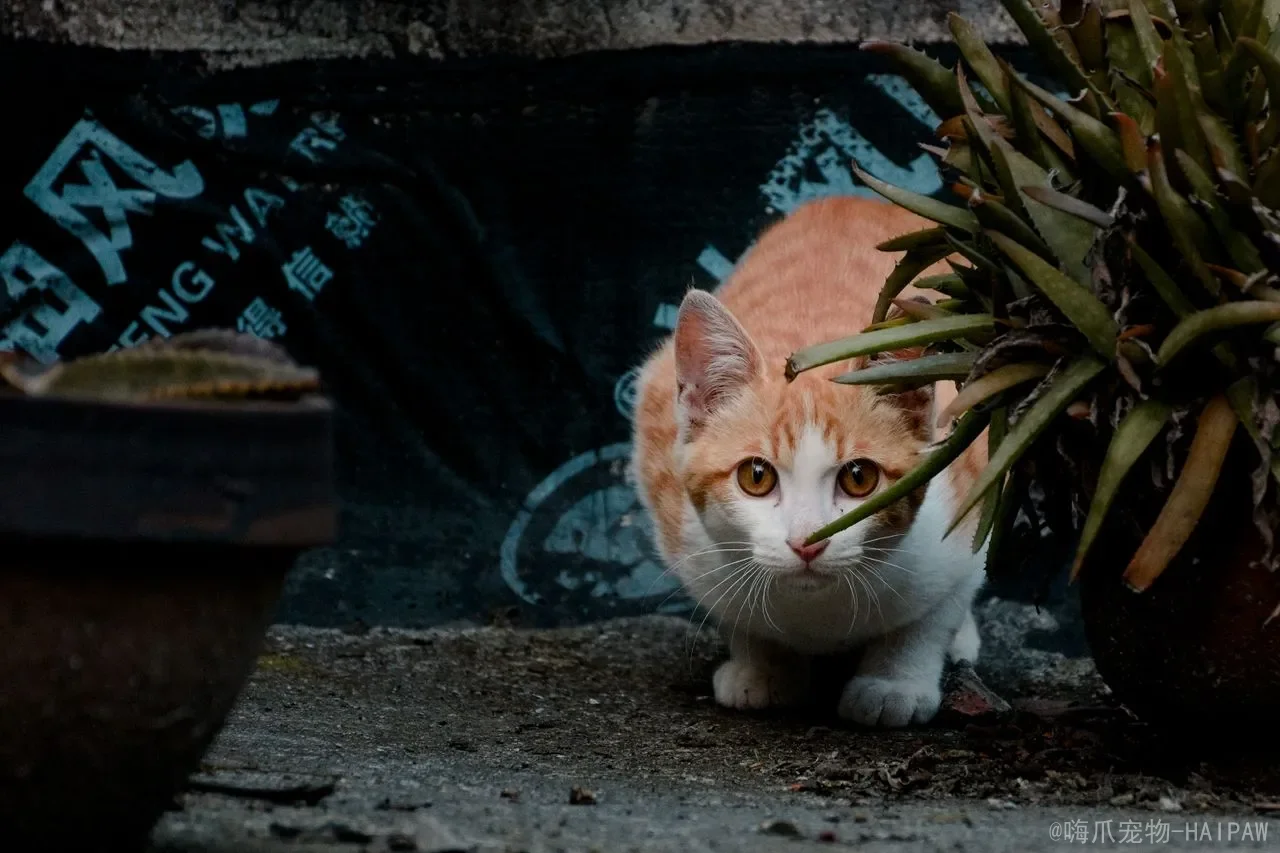 三个月猫一天吃多少猫粮？科学喂食量与幼猫营养管理全攻略