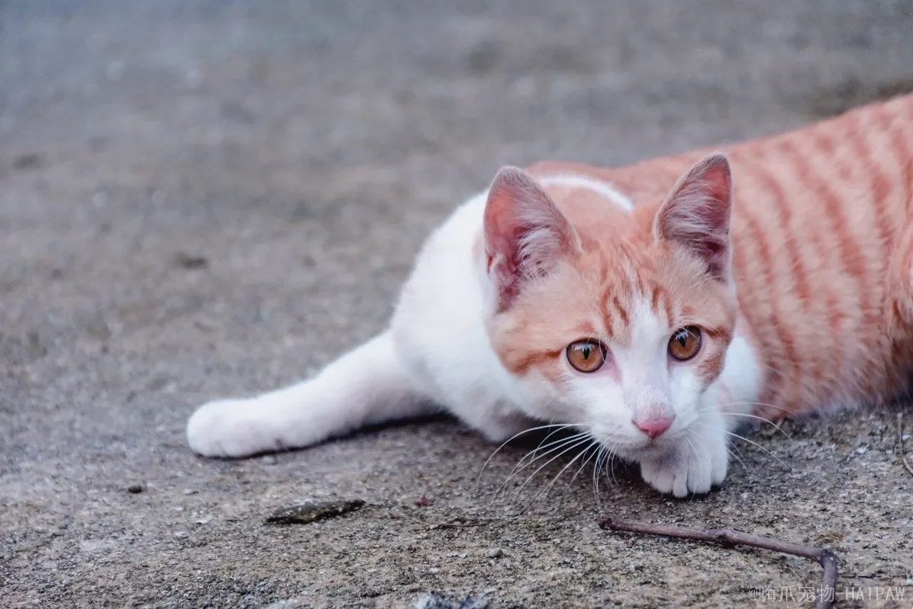 猫咪白天睡觉晚上闹腾怎么办？从作息调整到发情管理，科学解决夜间“跑酷”难题
